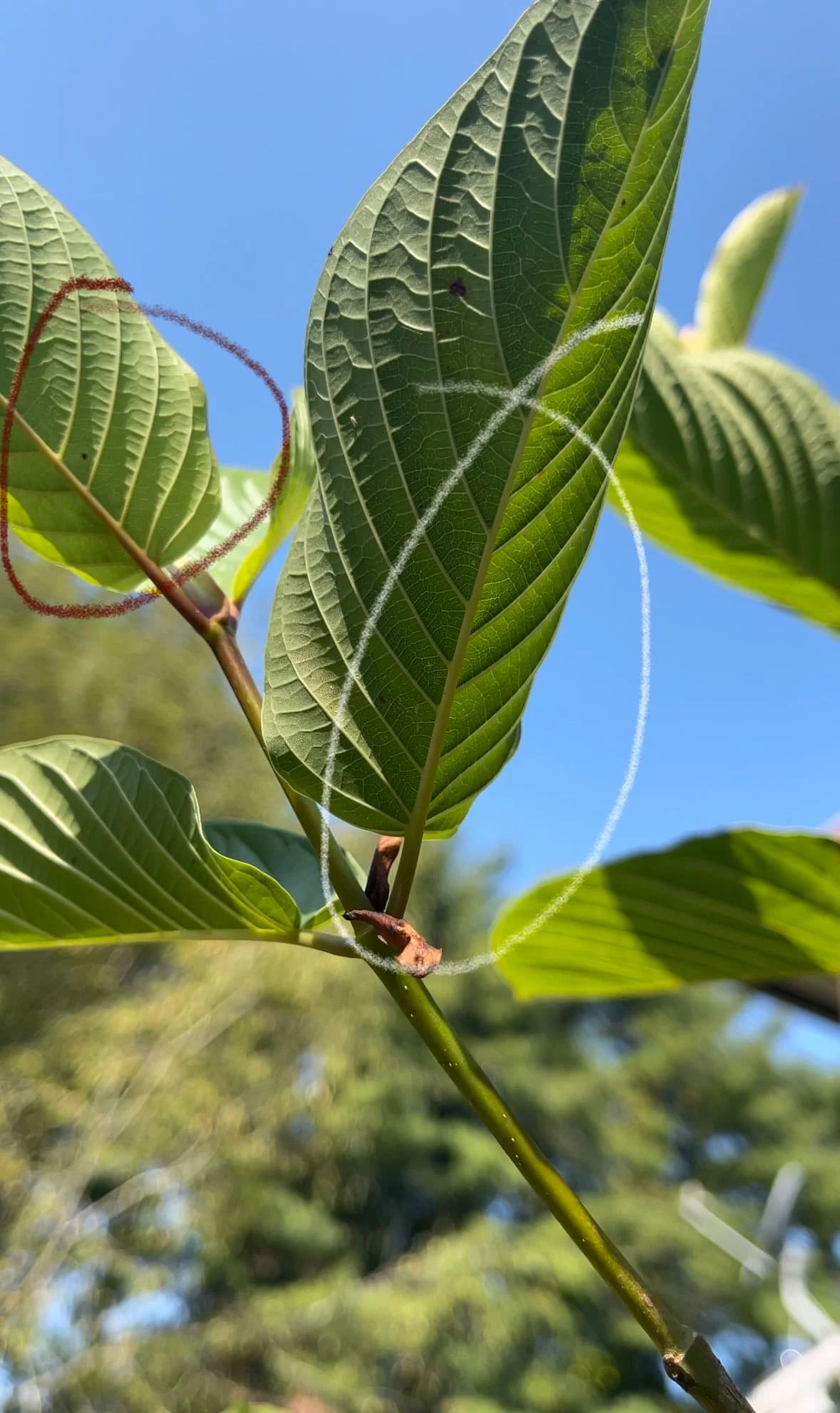 Green and red vein on the same Sakti kratom plant