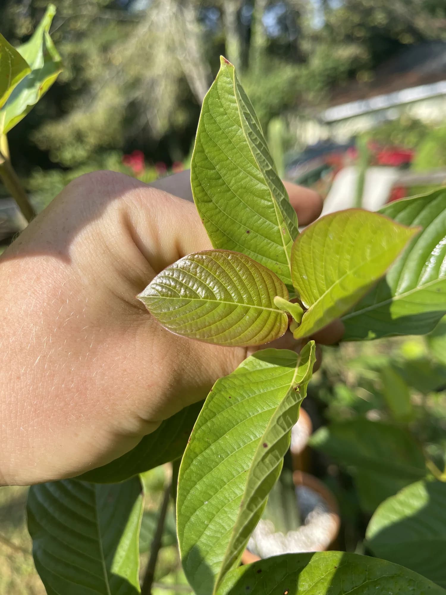 Young red leaf on the Sakti kratom plant