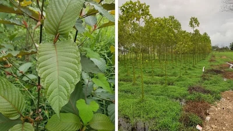 An Indonesian Kratom plantation
