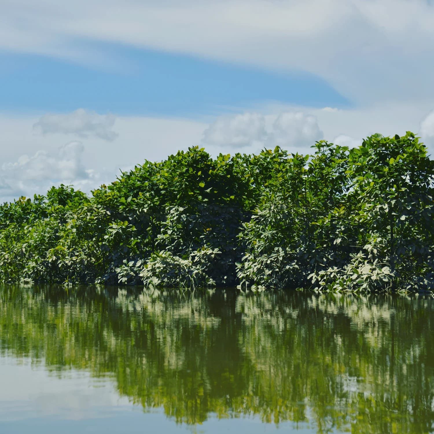 The Sakti Difference: Wild-Harvested Kratom vs Plantation Grown Kratom (5 Minute Read)