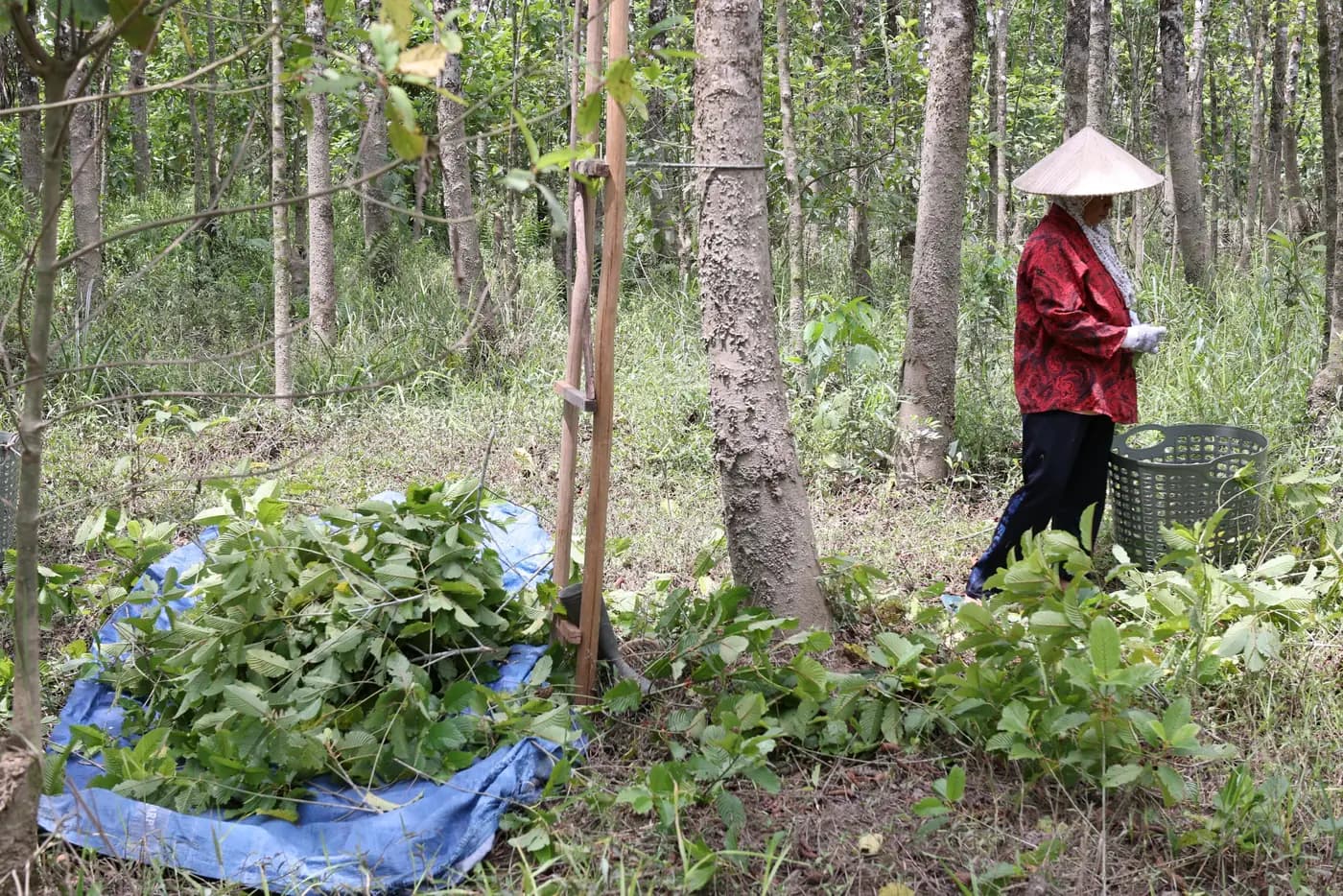 Sakti Botanicals harvest photo 3