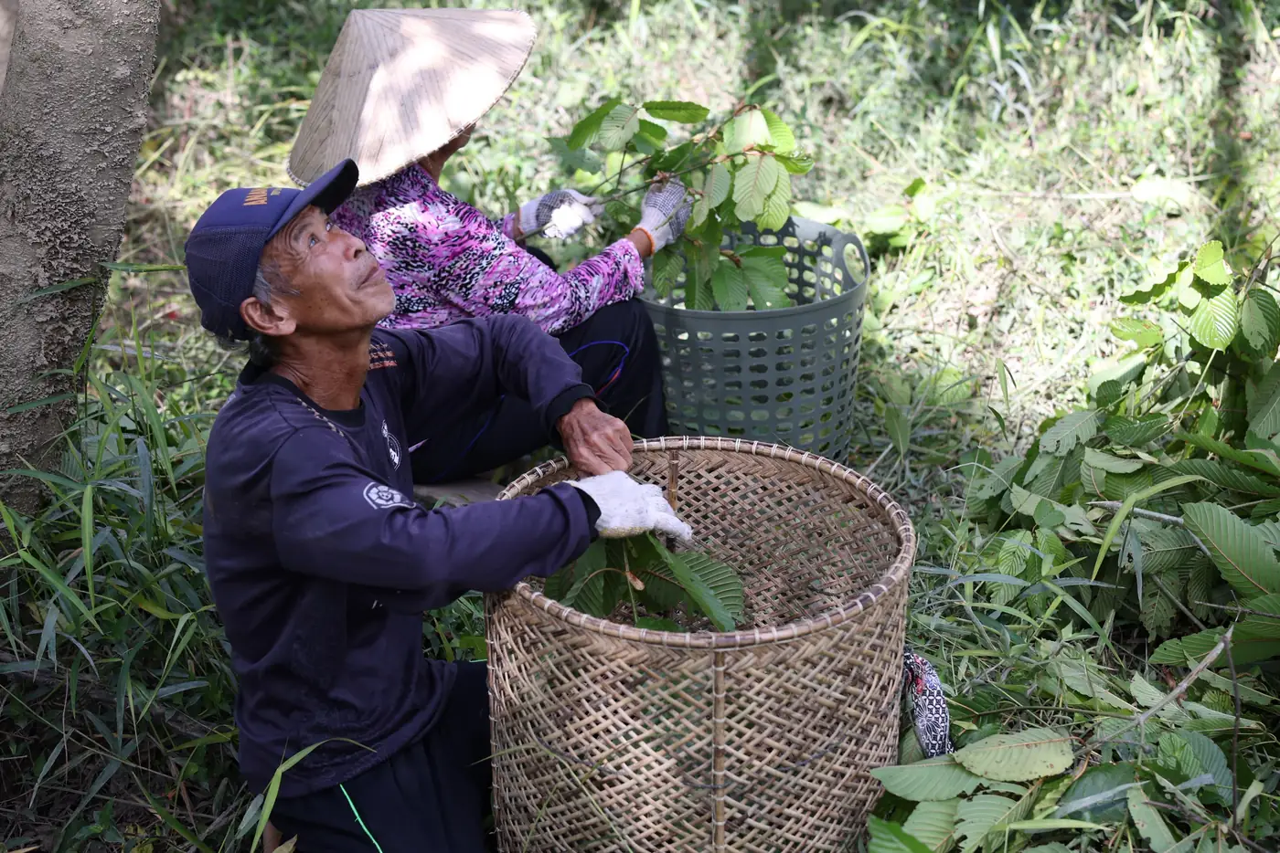 Sakti Botanicals harvest photo 4