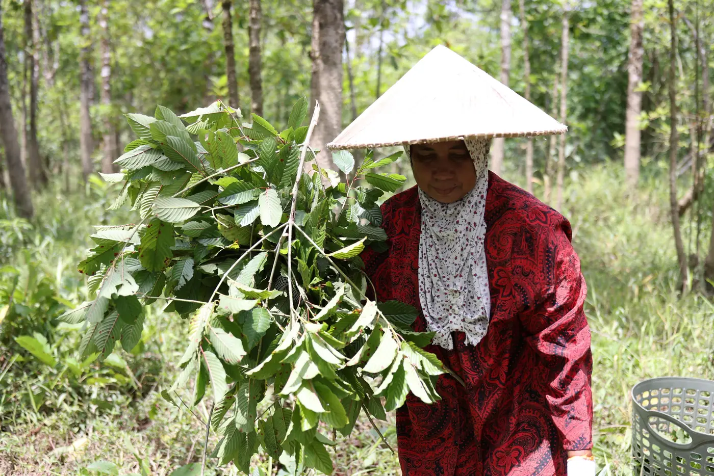 One Of Our Master Harvesters At Work