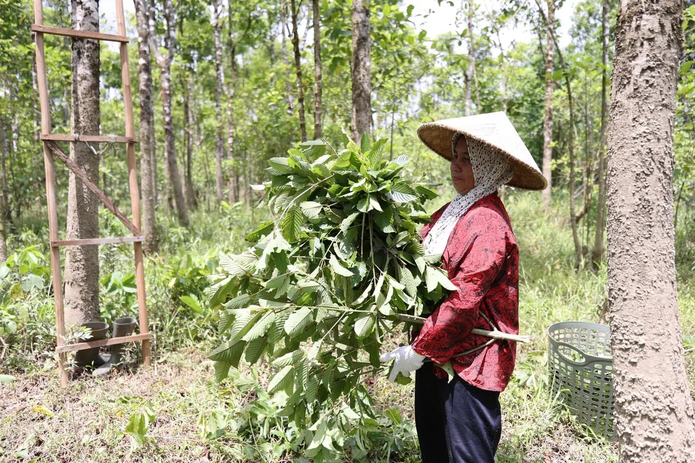Sakti Botanicals harvest photo 6