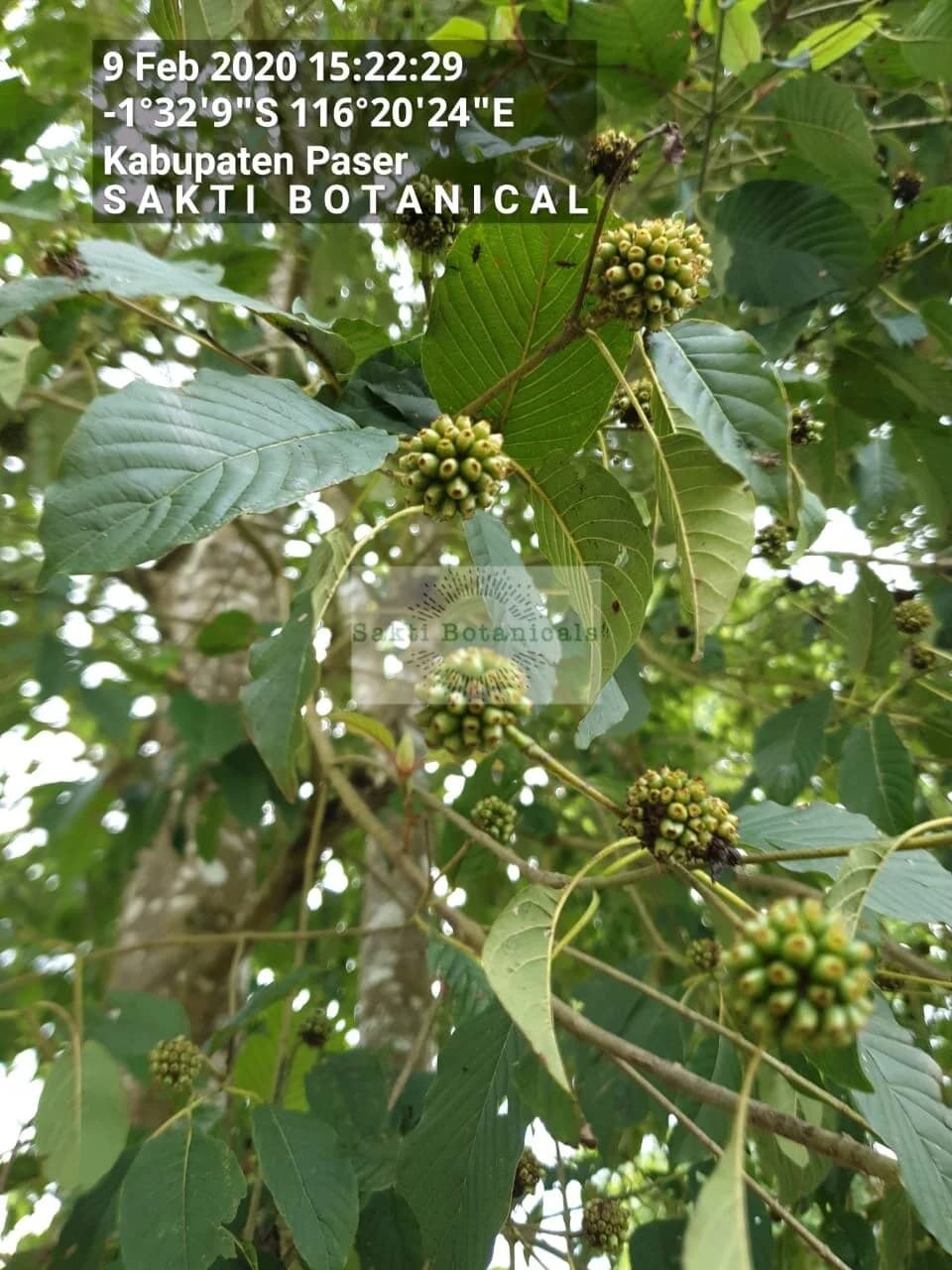 As the Kratom tree gets older the veins turn to a white color. Contrary to popular belief the color of the vein has nothing to do with the effects or color of the finished product