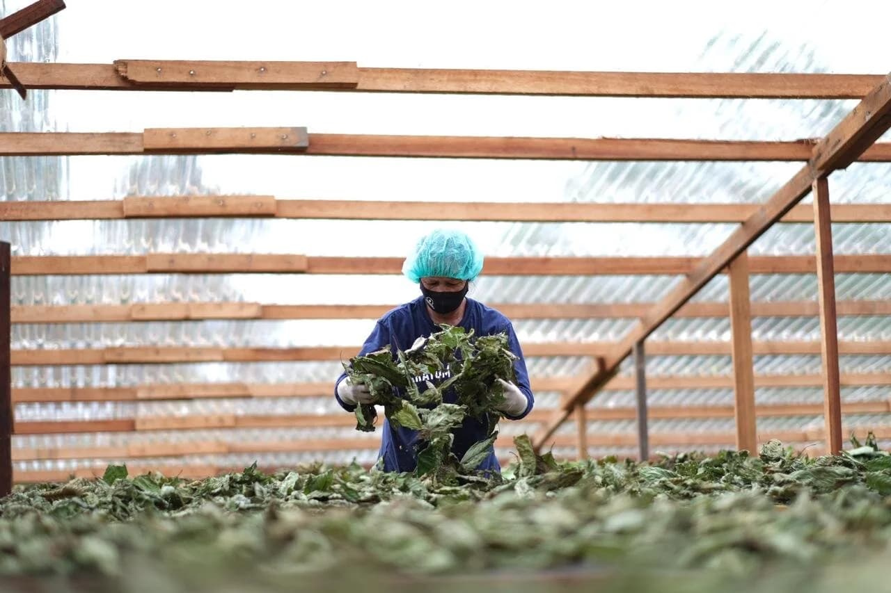These Leaves Will Be Dried slowly in Low light To Create A “White Strain” “Green Strains” Are also Cured In This Lighting But Much Faster In Order To Preserve The Bright Green Color And Original Alkaloid Profile.