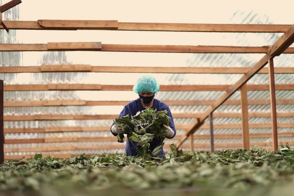 Indoor small-batch kratom processing