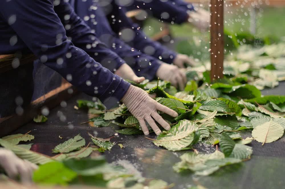 Hands sorting kratom leaves
