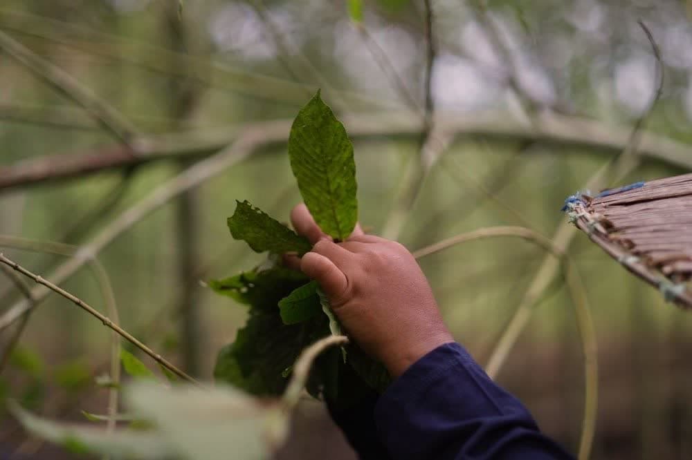 Hand picking wild kratom leaf