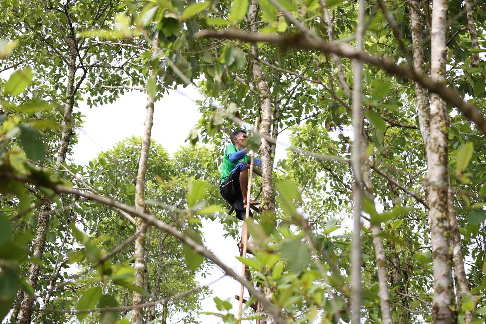 Harvester climbing a tall tree to pick wild kratom leaf