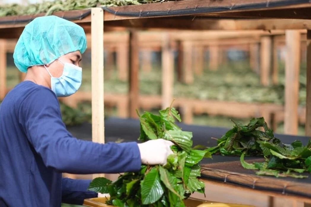 Drying/Curing Site. All of our Kratom is produced according to western hygiene standards.
