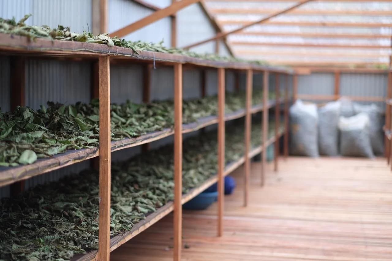 Our Indoor Drying/curing site in Borneo.