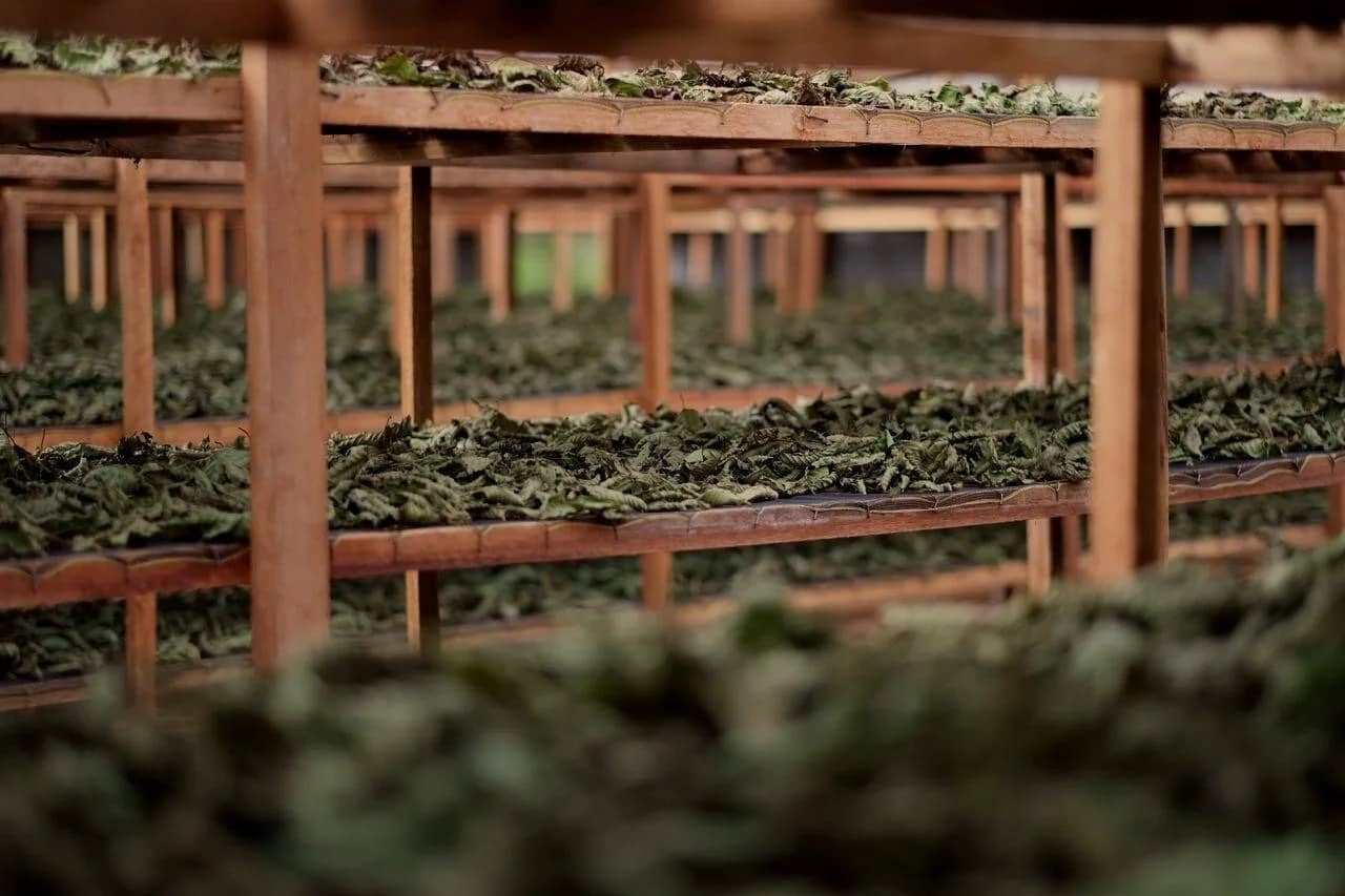 Indoor drying and curing of wild-harvested kratom