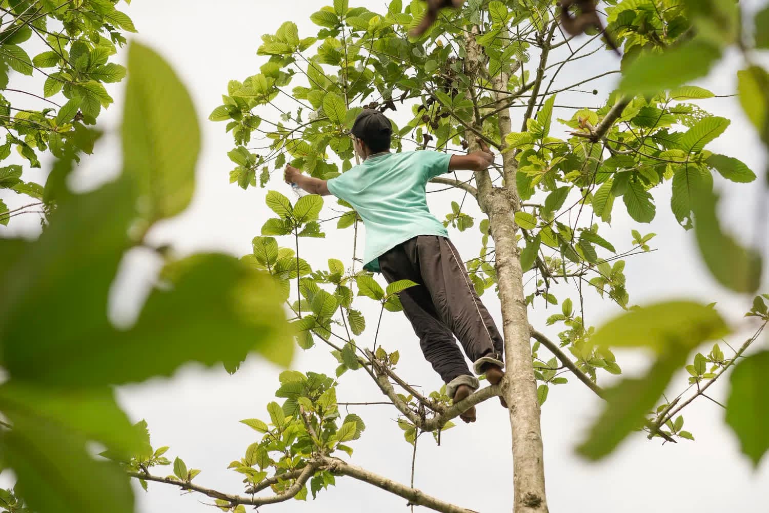 Wild kratom harvest