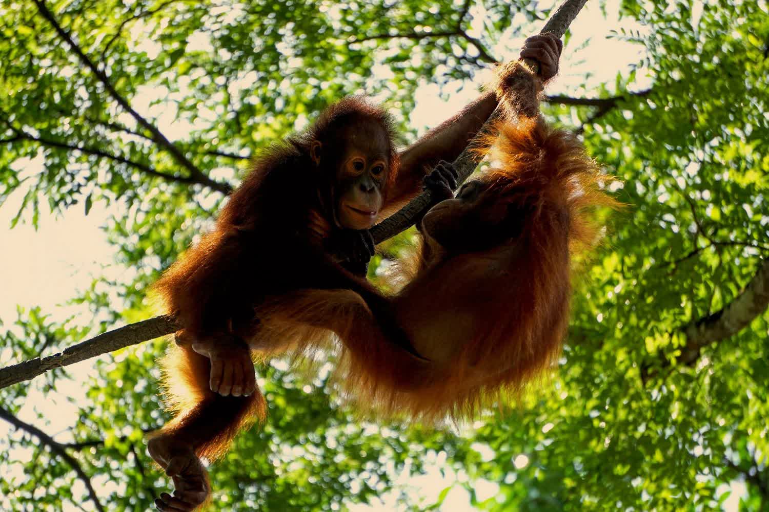 Orangutans in the forests of Borneo